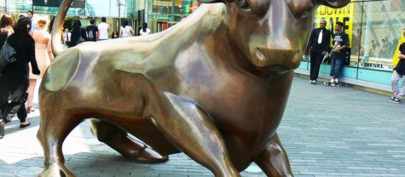 bull