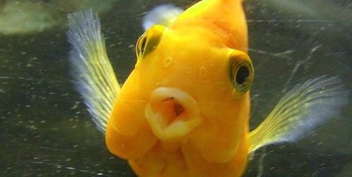 wet kiss fish