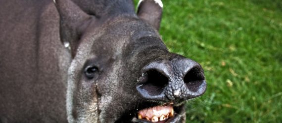 tapir