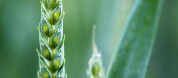 commodities-investing