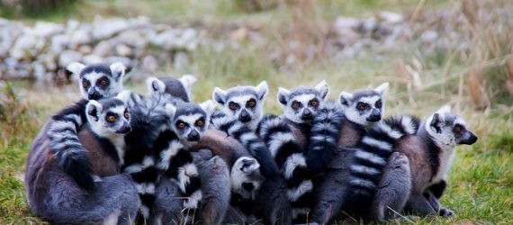 animal-spirits-and-investing