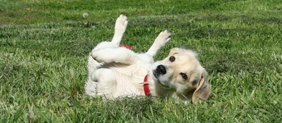 401(k)-rollover-retirement