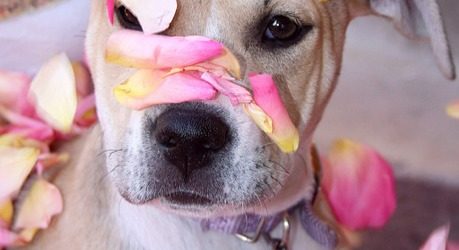 shutterfly-images-pink-dog