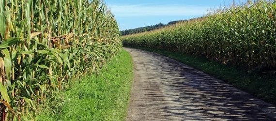 Corn-soft grains-commodities