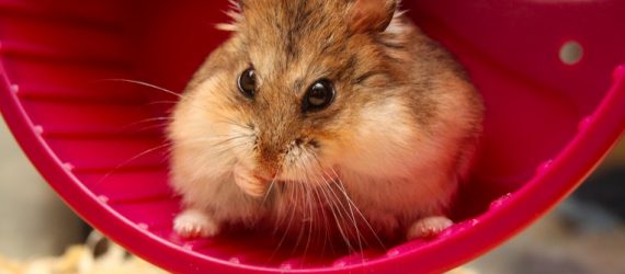 hamster-wheel-market