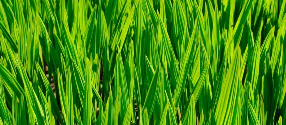 green-shoots-energy-markets