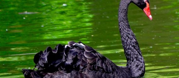 black-swan-markets
