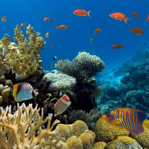 The image shows colorful corals underwater