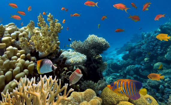 Coloring the corals